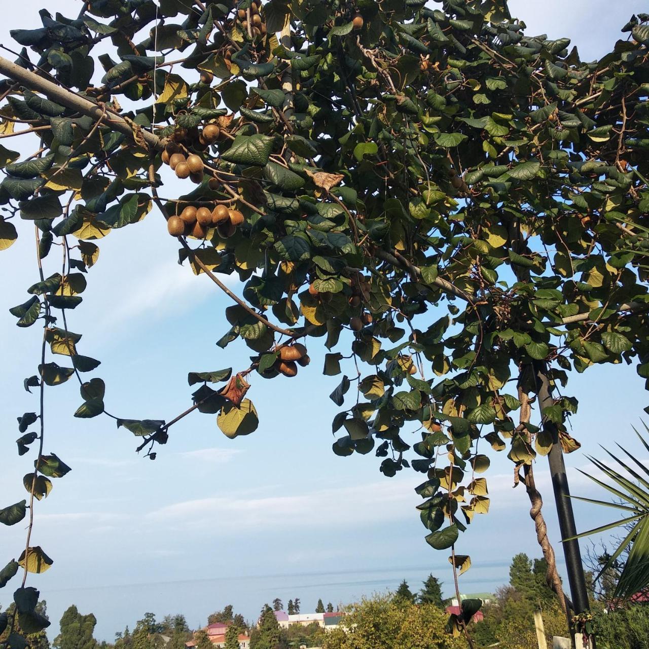 Kemeni Garden Otel Batum Dış mekan fotoğraf
