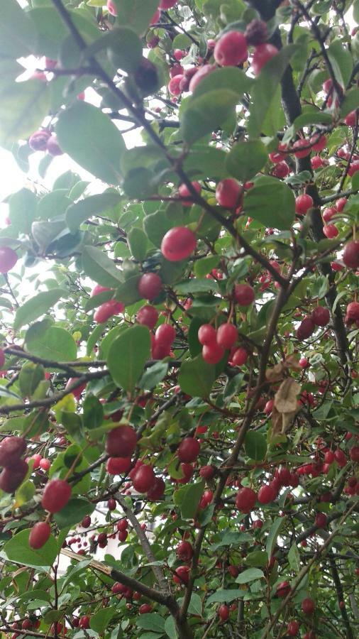 Kemeni Garden Otel Batum Dış mekan fotoğraf
